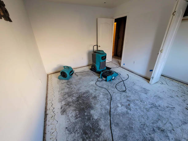 Best Water damage contractors near me  in Auburn, KS