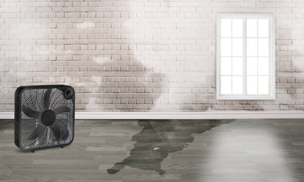 Best Water damage restoration near me  in Auburn, KS